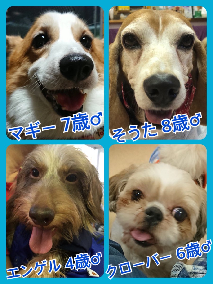 今日11月11日はワンワンワンワンの日🐶🐾今日の里親様募集中ワンコ🐶メンバーです🐾2018,11,11